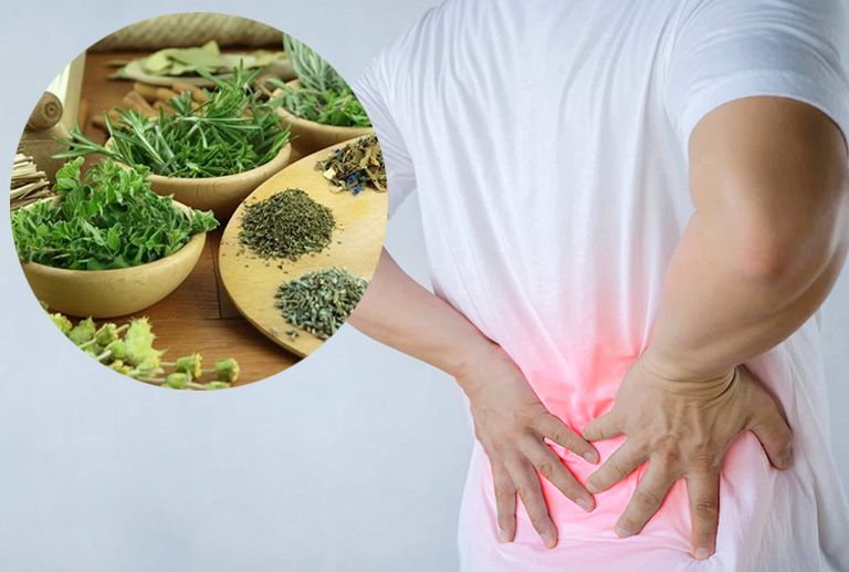 Những bài thuốc chữa đau lưng từ thảo dược